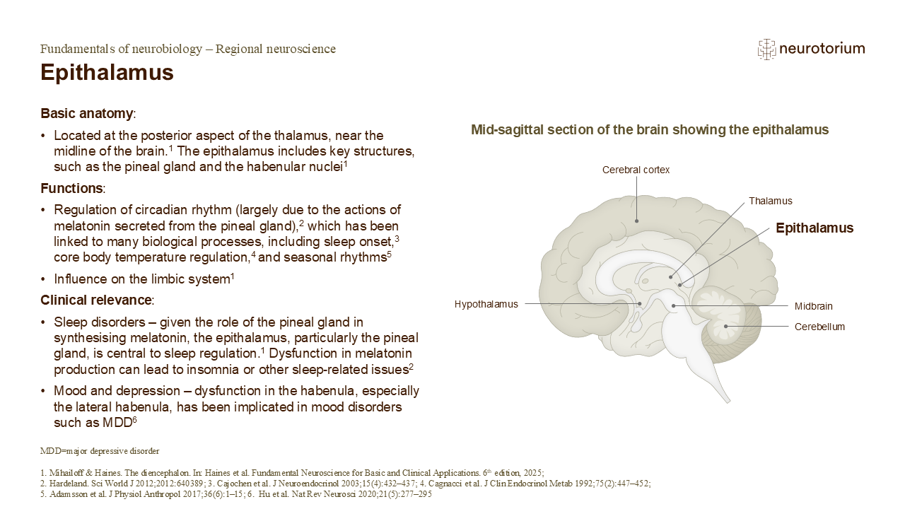 Slide describing the anatomy, functions, and clinical relevance of the epithalamus.