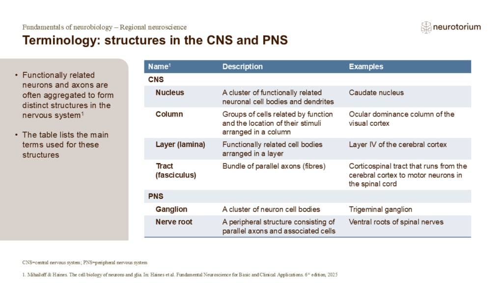 Slide showing terminology for structures in the central and peripheral nervous systems