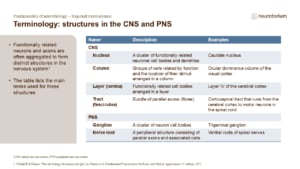 Slide showing terminology for structures in the central and peripheral nervous systems