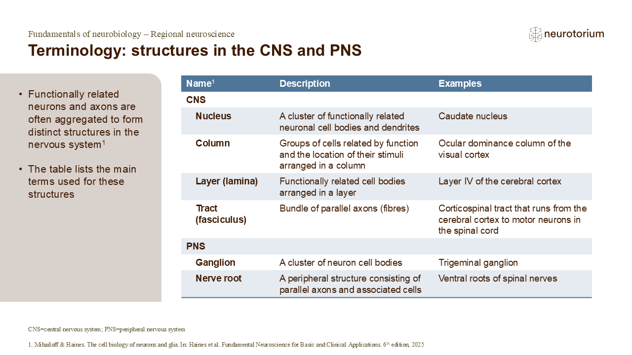 Slide showing terminology for structures in the central and peripheral nervous systems