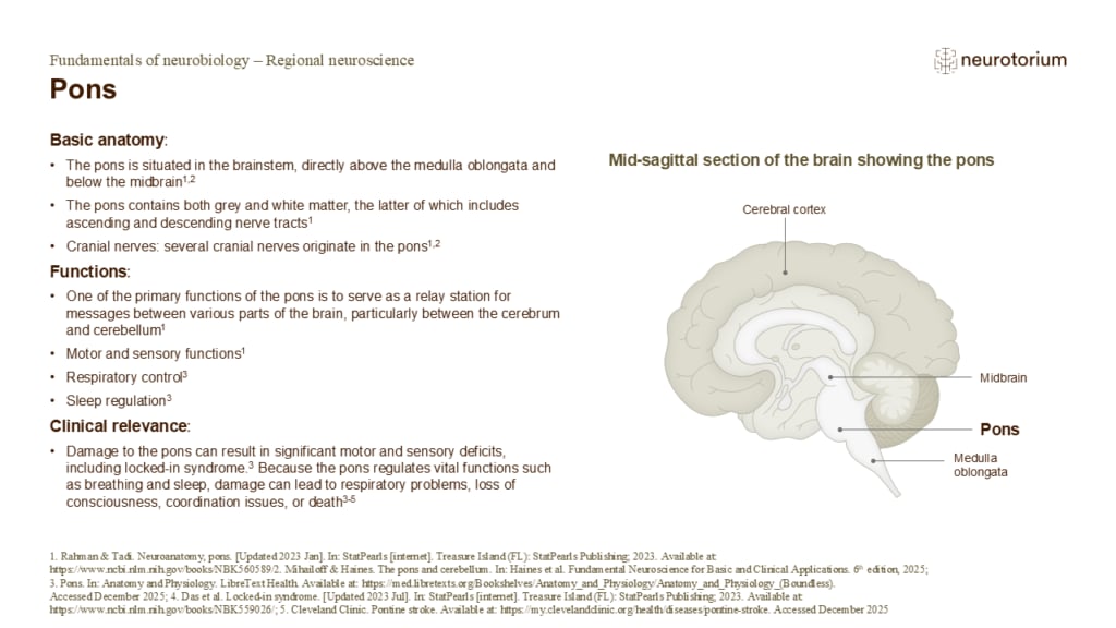 Slide describing the anatomy, functions, and clinical relevance of the pons.