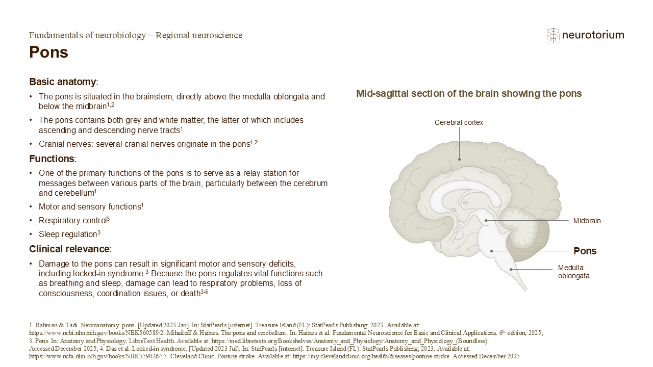 Slide describing the anatomy, functions, and clinical relevance of the pons.