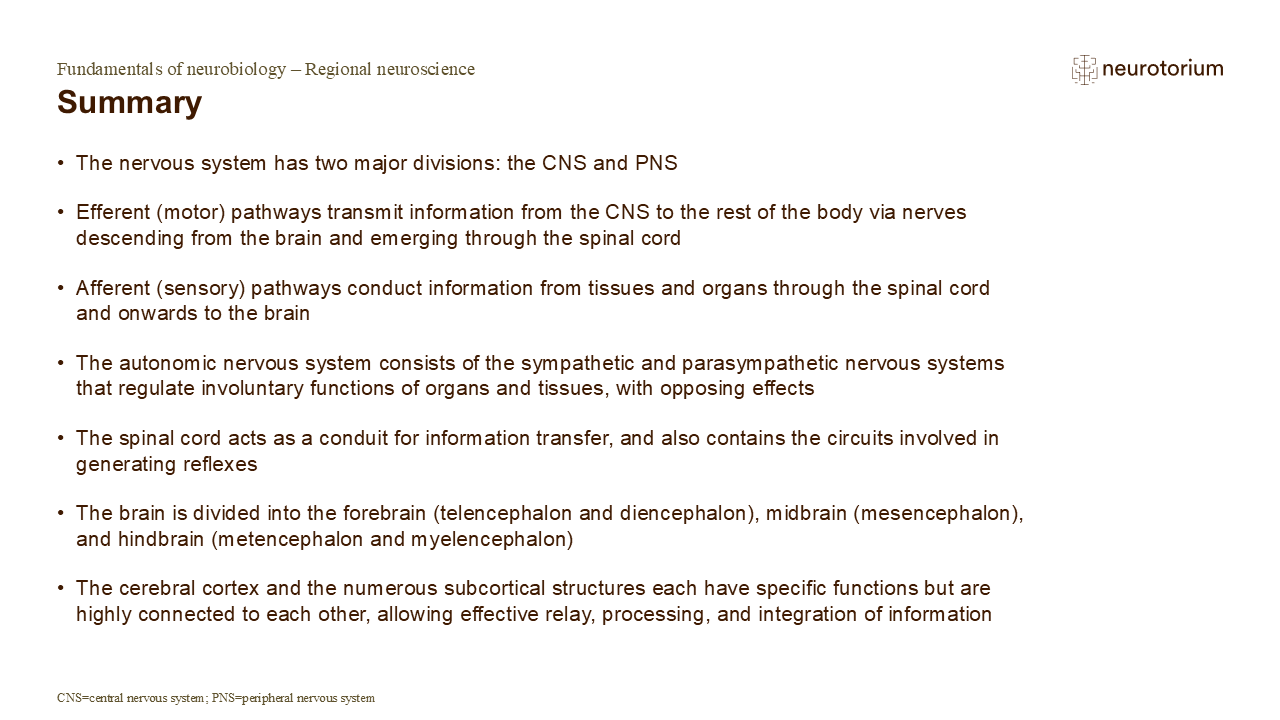 Summary of Fundamentals of Neuroscience slide deck focusing on regional neuroscience