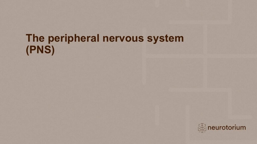 Slide introducing the chapter of the PNS