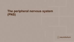 Slide introducing the chapter of the PNS