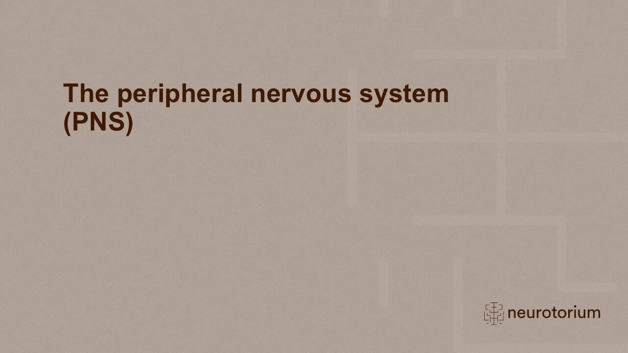 Slide introducing the chapter of the PNS