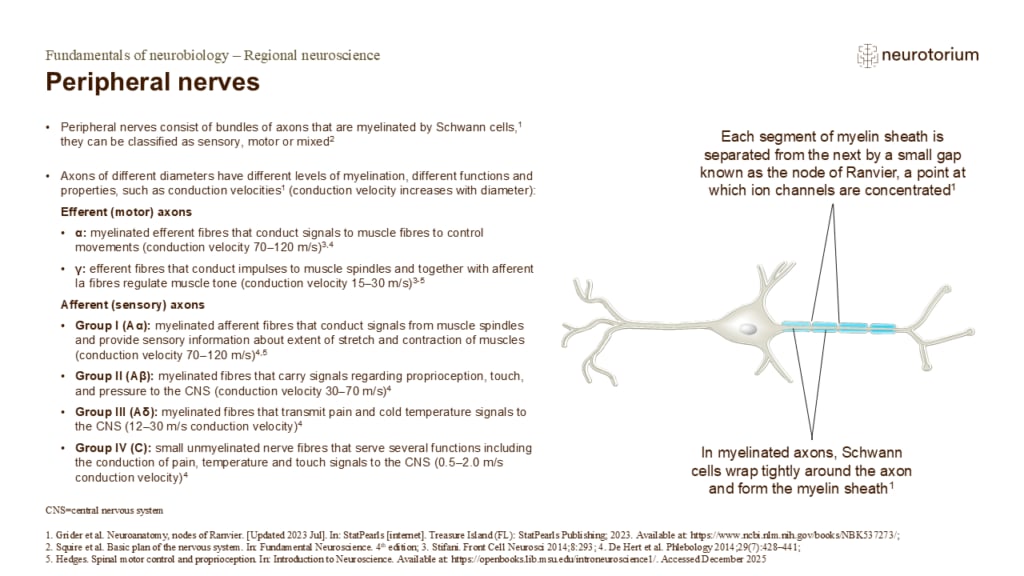 Slide explaining the structure and classification of peripheral nerves, including myelinated axons and nodes of Ranvier.