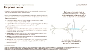 Slide explaining the structure and classification of peripheral nerves, including myelinated axons and nodes of Ranvier.