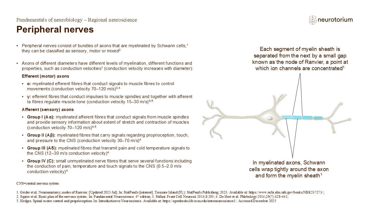 Slide explaining the structure and classification of peripheral nerves, including myelinated axons and nodes of Ranvier.