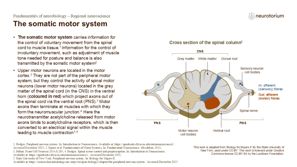 Slide showing the somatic motor system, including spinal motor neurons, ventral roots, and motor pathways to skeletal muscle.