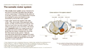 Slide showing the somatic motor system, including spinal motor neurons, ventral roots, and motor pathways to skeletal muscle.