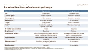 Slide showing the effects of sympathetic and parasympathetic autonomic pathways on different organs and tissues.