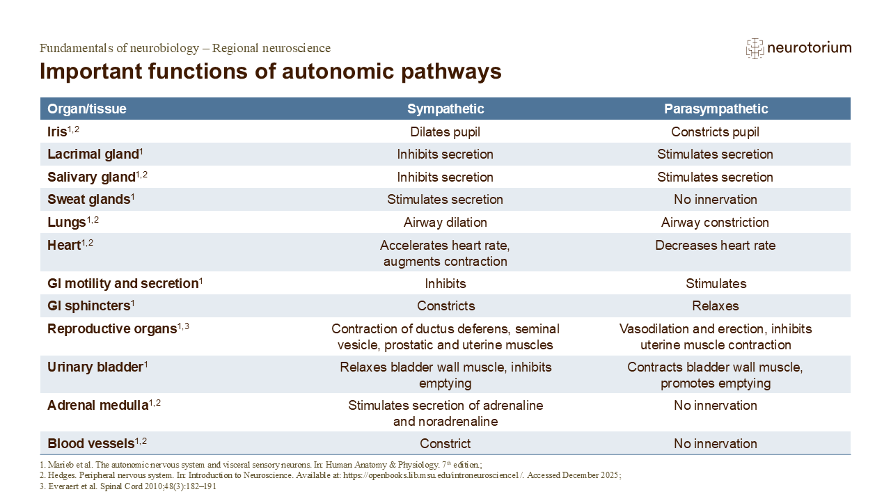 Slide showing the effects of sympathetic and parasympathetic autonomic pathways on different organs and tissues.