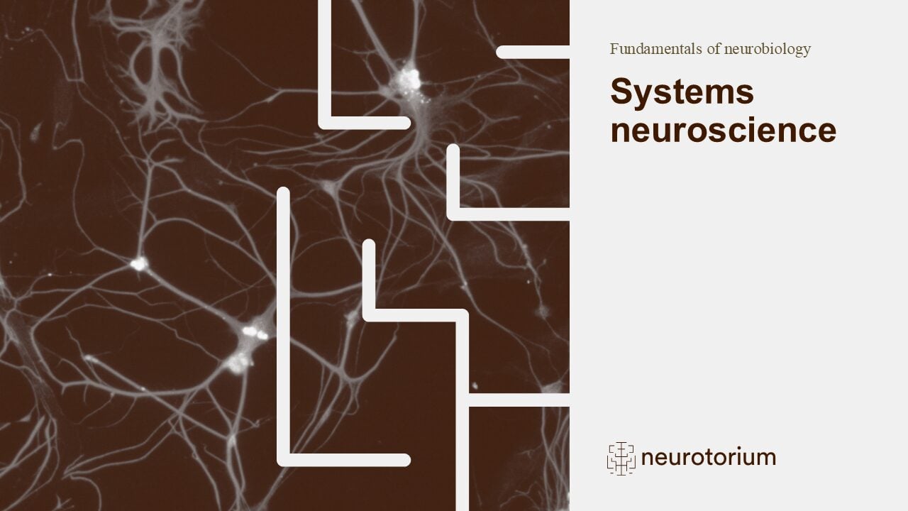 A slide introducing Fundamentals of Neuroscience - System Neuroscience slide deck