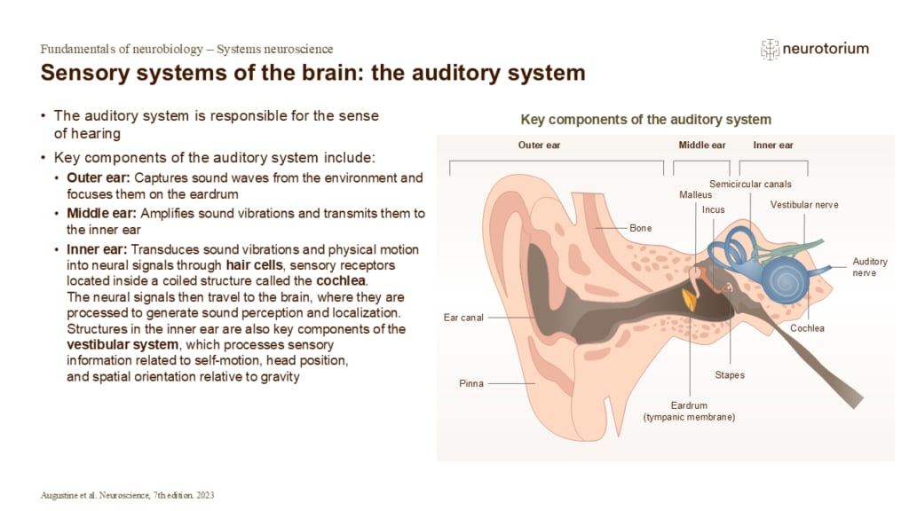 Diagram of the auditory system showing outer, middle, and inner ear structures and how sound is transmitted and converted into neural signals.