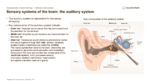 Diagram of the auditory system showing outer, middle, and inner ear structures and how sound is transmitted and converted into neural signals.