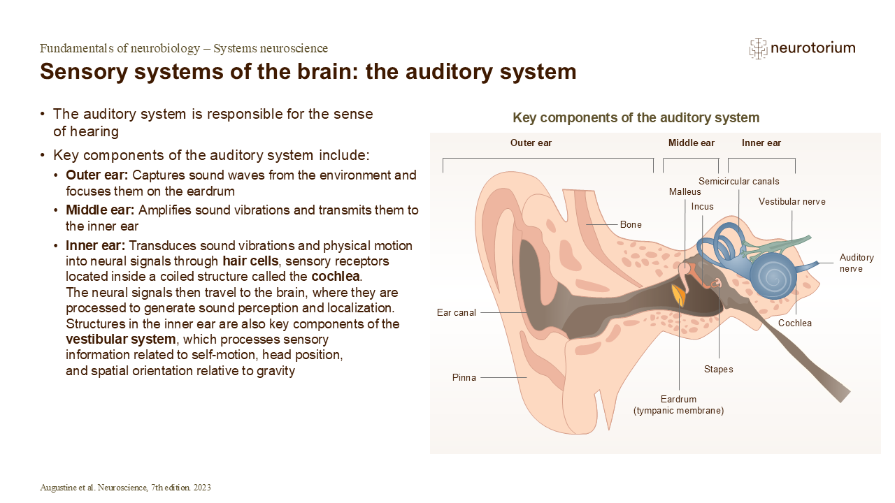 Diagram of the auditory system showing outer, middle, and inner ear structures and how sound is transmitted and converted into neural signals.
