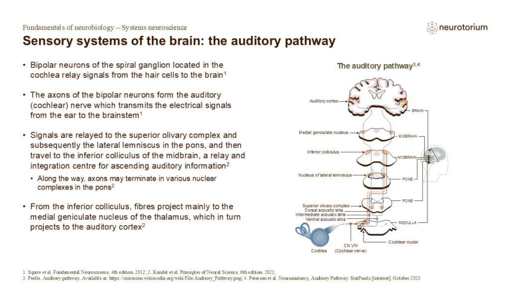 Slide showing the auditory pathway showing signal transmission from cochlea to brainstem, thalamus, and auditory cortex.