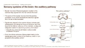 Slide showing the auditory pathway showing signal transmission from cochlea to brainstem, thalamus, and auditory cortex.