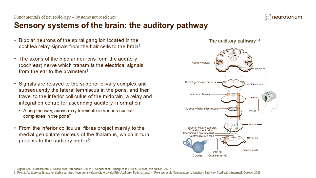 Slide showing the auditory pathway showing signal transmission from cochlea to brainstem, thalamus, and auditory cortex.