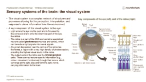 Slide illustrating the visual system showing eye anatomy and retinal layers, including photoreceptors and signal transmission to the optic nerve.
