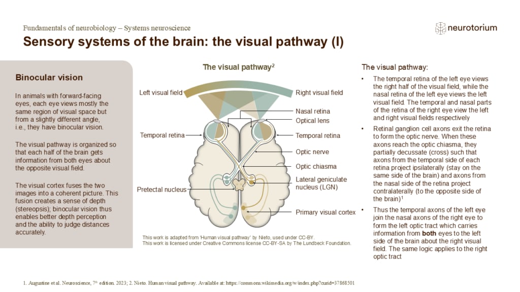 The visual pathway showing binocular vision, optic chiasm crossing, and signal flow from retina to visual cortex.