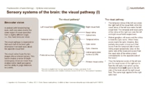 The visual pathway showing binocular vision, optic chiasm crossing, and signal flow from retina to visual cortex.