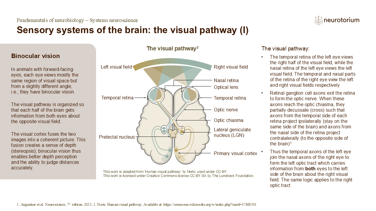 The visual pathway showing binocular vision, optic chiasm crossing, and signal flow from retina to visual cortex.