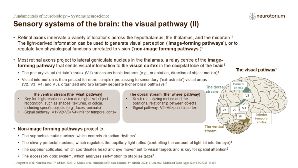 The visual pathway showing ventral “what” and dorsal “where” streams and projections from thalamus to visual cortex.