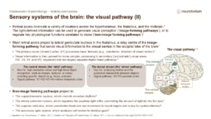 The visual pathway showing ventral “what” and dorsal “where” streams and projections from thalamus to visual cortex.