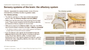 Diagram of the olfactory system showing nasal receptors, olfactory bulb, and pathways to brain regions involved in smell processing.