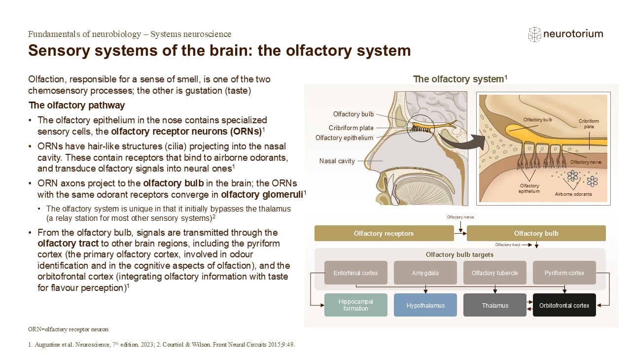 Diagram of the olfactory system showing nasal receptors, olfactory bulb, and pathways to brain regions involved in smell processing.