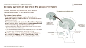 Image of the gustatory system showing taste receptors, cranial nerves, and pathways to the brainstem, thalamus, and gustatory cortex.
