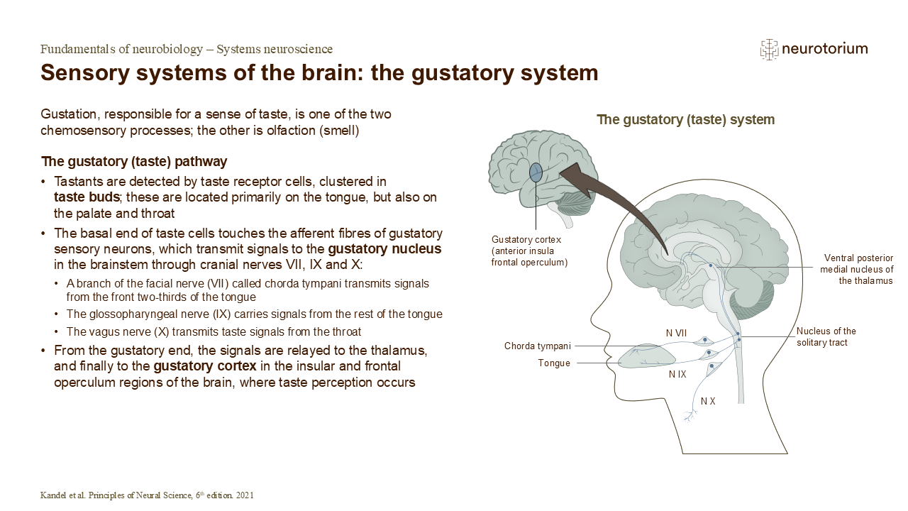 Image of the gustatory system showing taste receptors, cranial nerves, and pathways to the brainstem, thalamus, and gustatory cortex.