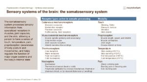 Table of somatosensory receptor types showing mechanoreceptors, thermoreceptors, and nociceptors and their roles in touch, temperature, and pain.