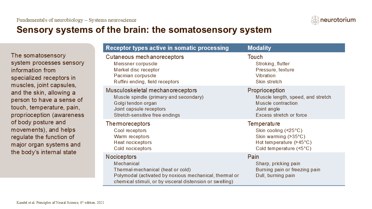 Table of somatosensory receptor types showing mechanoreceptors, thermoreceptors, and nociceptors and their roles in touch, temperature, and pain.