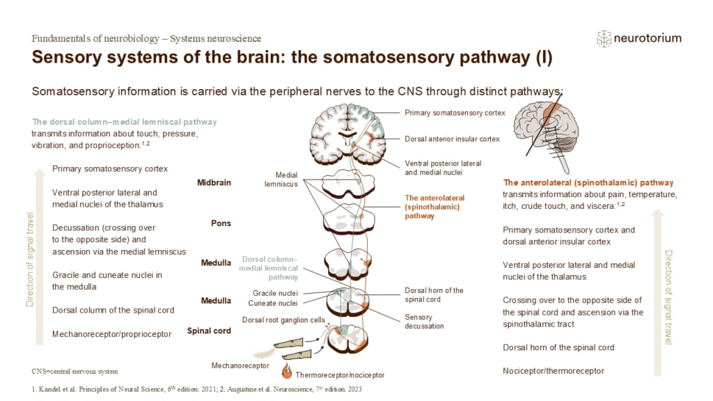 Slide with somatosensory pathways showing dorsal column and spinothalamic tracts carrying touch, pain, and temperature signals to the brain.