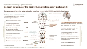 Slide with somatosensory pathways showing dorsal column and spinothalamic tracts carrying touch, pain, and temperature signals to the brain.