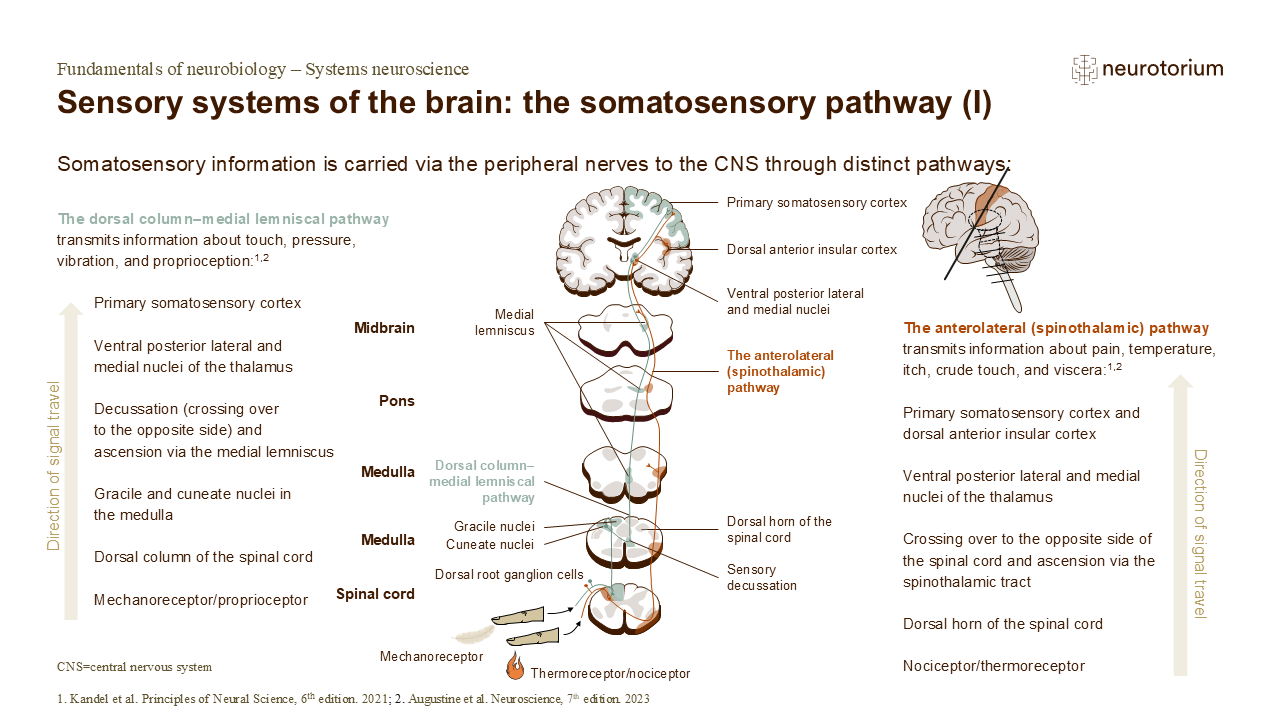 Slide with somatosensory pathways showing dorsal column and spinothalamic tracts carrying touch, pain, and temperature signals to the brain.
