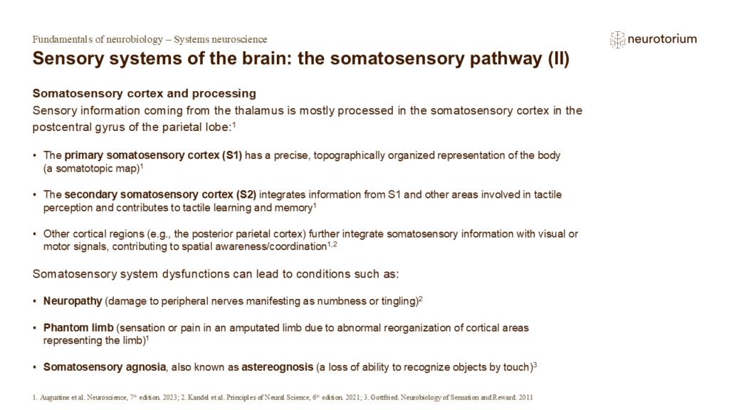 Slide describing somatosensory cortex functions (S1, S2) and related disorders such as neuropathy, phantom limb, and agnosia.
