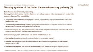 Slide describing somatosensory cortex functions (S1, S2) and related disorders such as neuropathy, phantom limb, and agnosia.