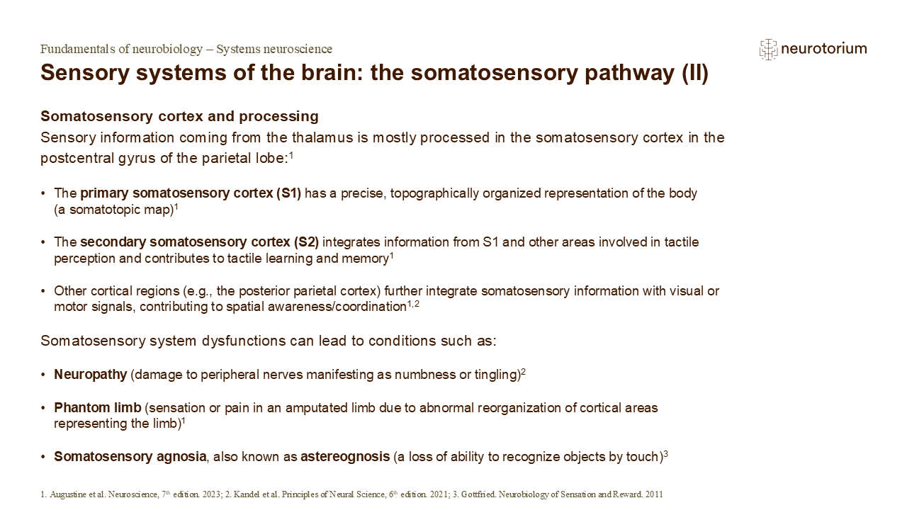 Slide describing somatosensory cortex functions (S1, S2) and related disorders such as neuropathy, phantom limb, and agnosia.