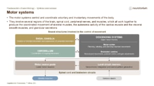 Slide of motor systems showing basal ganglia, cerebellum, motor cortex, and spinal circuits coordinating voluntary and involuntary movement.