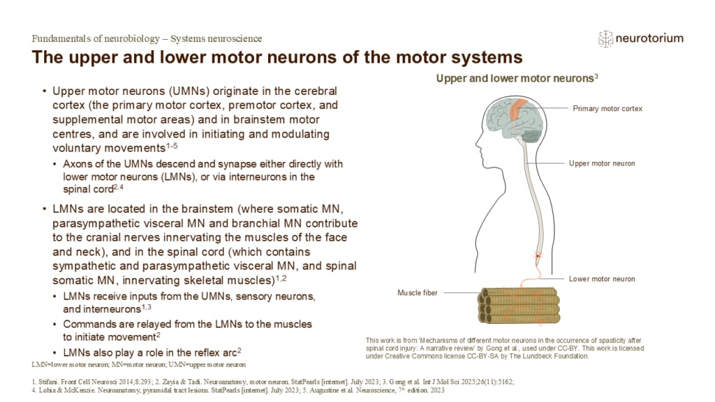 Upper motor neurons initiate movement from the brain, while lower motor neurons transmit signals to muscles to produce voluntary movement.