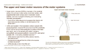 Upper motor neurons initiate movement from the brain, while lower motor neurons transmit signals to muscles to produce voluntary movement.