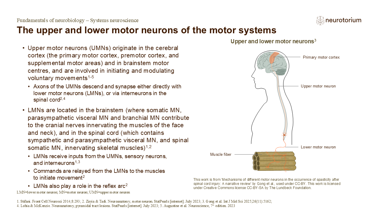 Upper motor neurons initiate movement from the brain, while lower motor neurons transmit signals to muscles to produce voluntary movement.