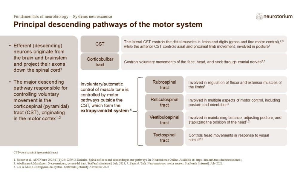 Slide explaining major descending motor pathways, including corticospinal, corticobulbar, and extrapyramidal tracts controlling movement, posture, and balance.