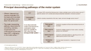 Slide explaining major descending motor pathways, including corticospinal, corticobulbar, and extrapyramidal tracts controlling movement, posture, and balance.