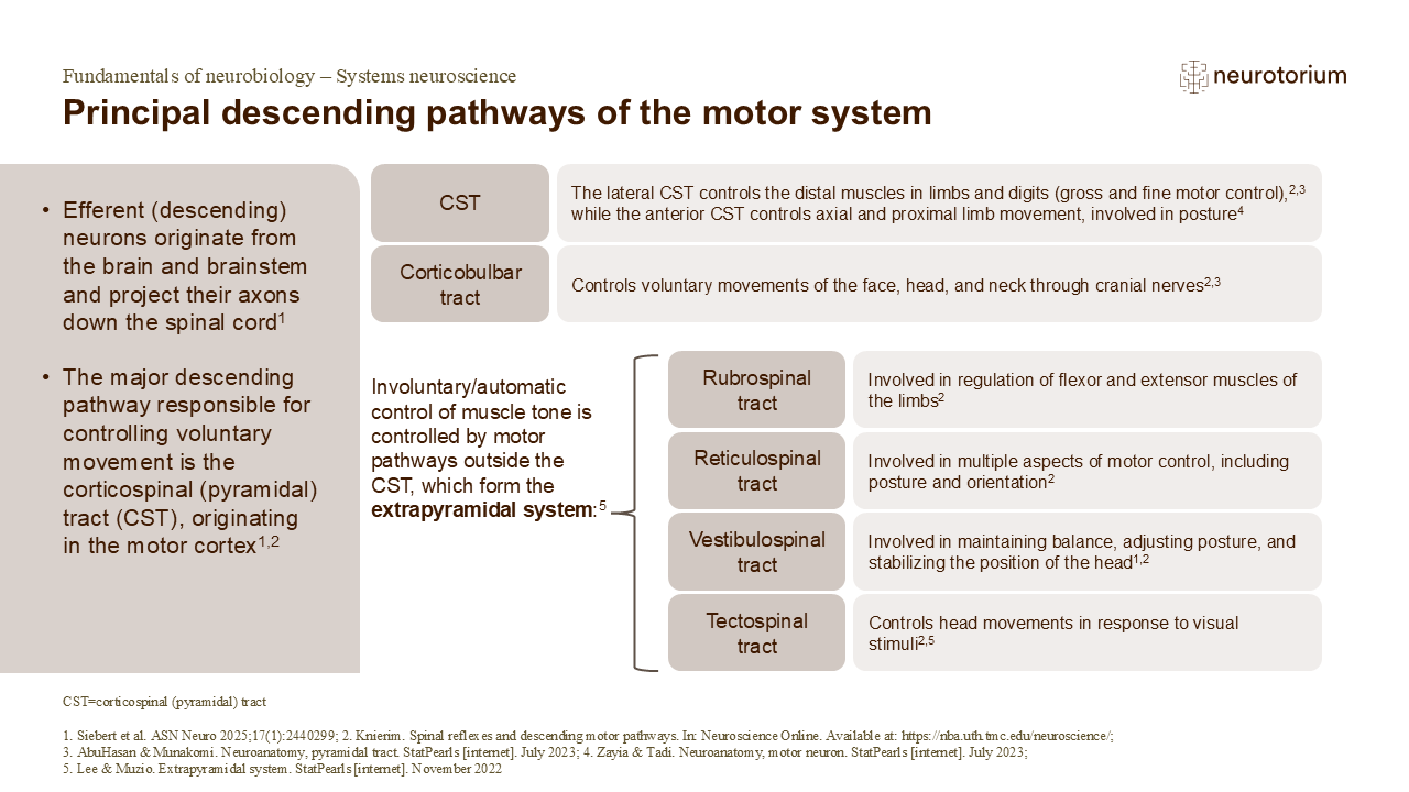 Slide explaining major descending motor pathways, including corticospinal, corticobulbar, and extrapyramidal tracts controlling movement, posture, and balance.