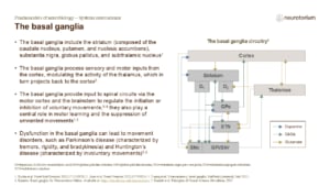Slide explaining basal ganglia circuitry showing connections between cortex, striatum, thalamus, and midbrain in movement regulation.